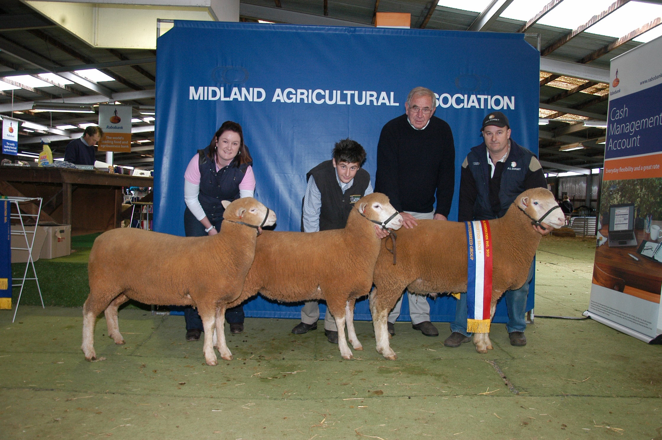 Prime Lamb Breeds Judging | MIDLAND AGRICULTURAL ASSOCIATION INC