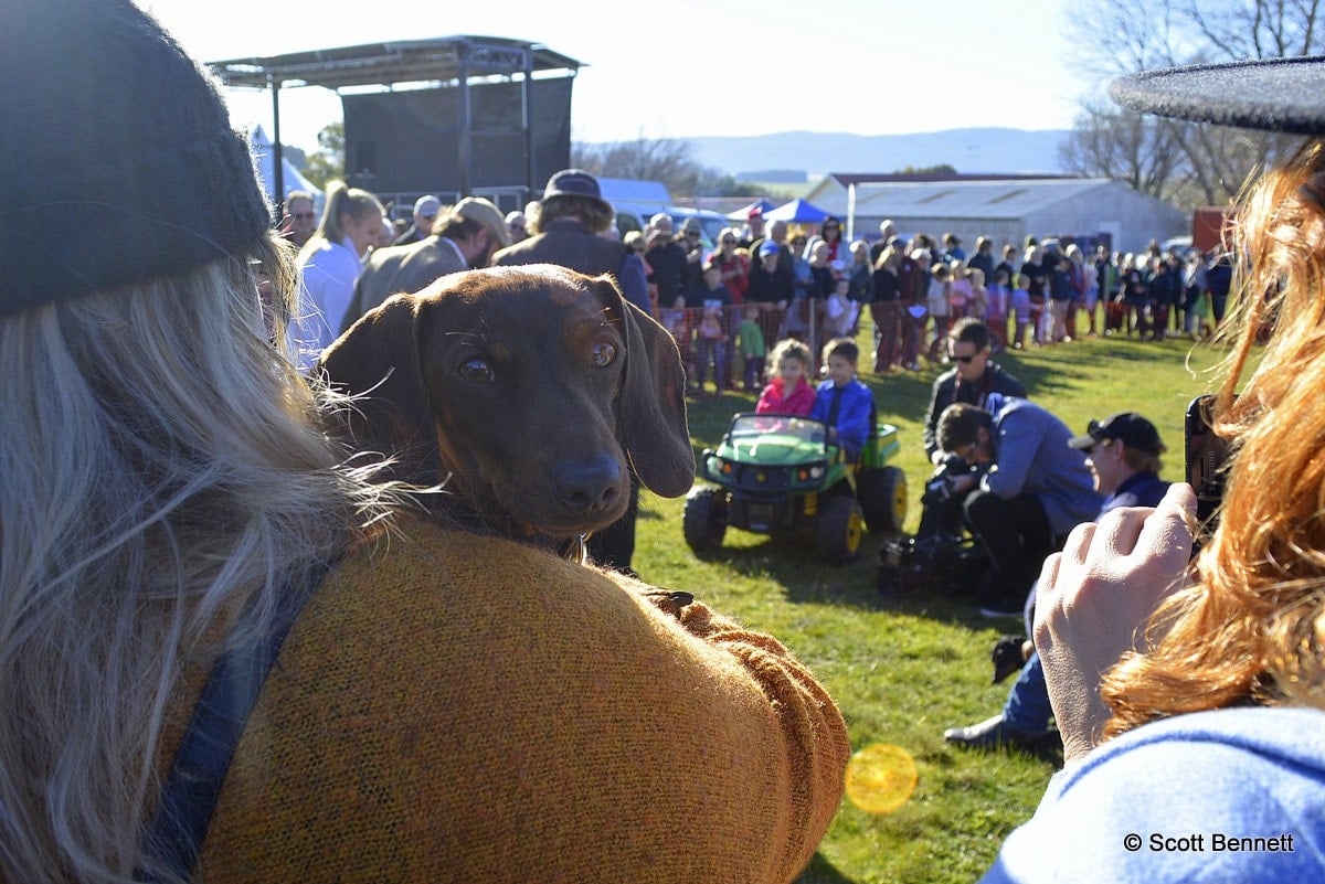 Sausage Dog Race MIDLAND AGRICULTURAL ASSOCIATION INC